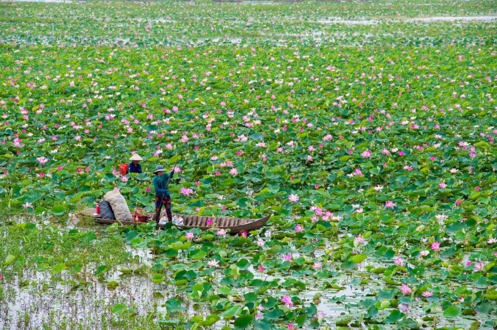 Dong Thap Muoi is a vast wetland area that covers much of the province and is famous for its rich biodiversity